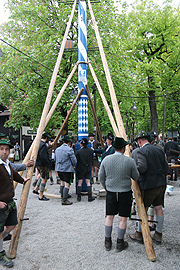 Maibaum aufstellen im Augustiner Keller am 01.05.2016